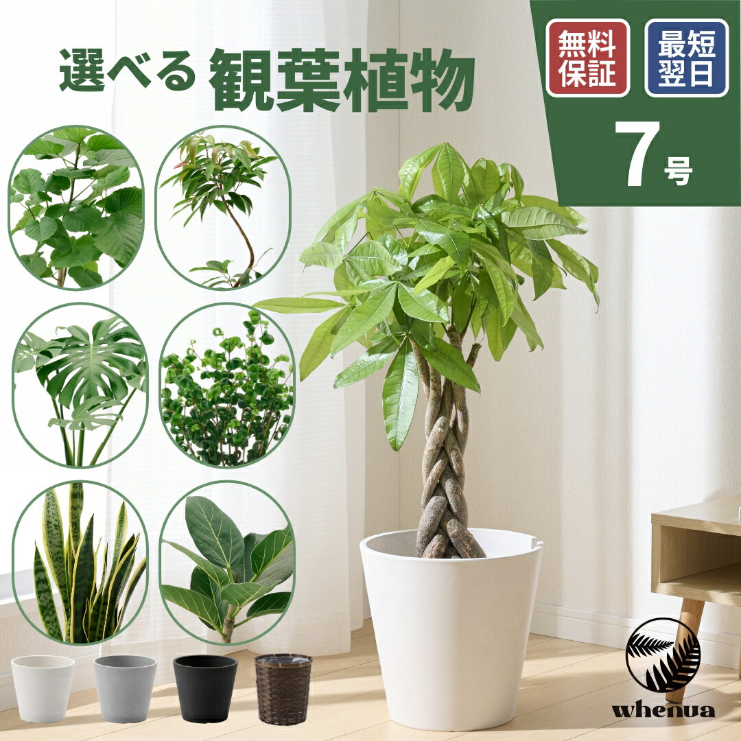樂天商城 - 【SALE 全品5%off 15日限定】観葉植物 7号 大型 パキラ 初心者向け 本物 鉢 おしゃれ モンステラ ゴムの木 フィカス ウンベラータ サンスベリア ベンガレンシス ユッカ 幸運の木 小さい インテリア 開店祝い 新築祝い 開業祝い 引越し祝い コテラ