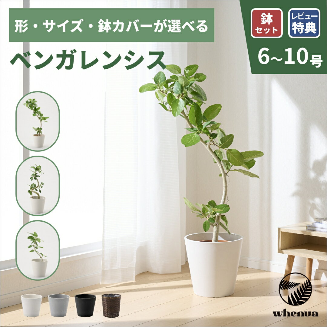 【最大15%offクーポンセール】ベンガレンシス 観葉植物 本物 大型 小さい 軽い ミニ インテリア おしゃれ 鉢 植木鉢 育てやすい 枯れにくい 風水 プレゼント ギフト 出産祝い 快気祝い 開業祝い メッセージカード 送料無料