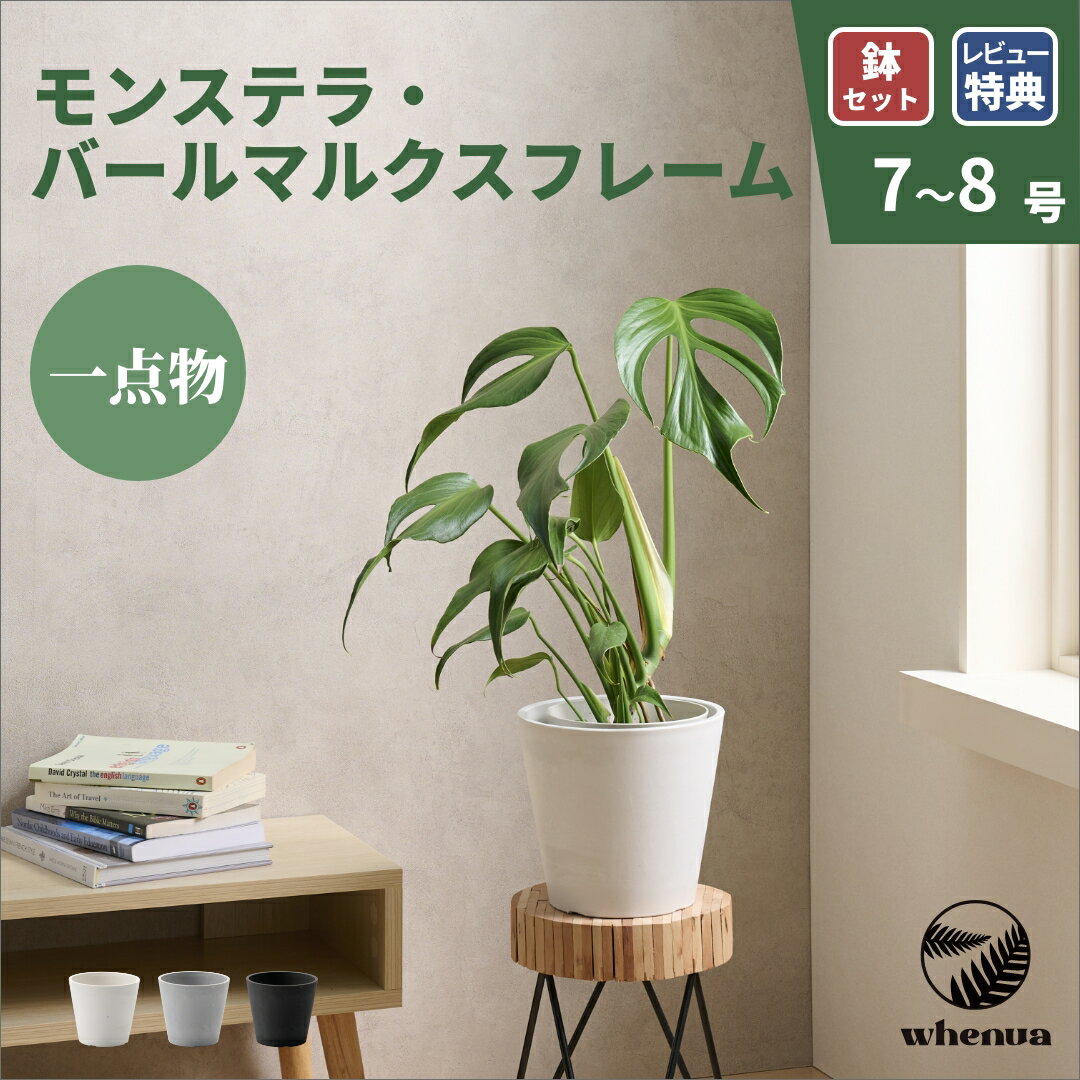 【最大15%offクーポンセール】モンステラ バールマルクスフレーム 観葉植物 本物 大型 小さい 4号 6号 インテリア おしゃれ 鉢 植木鉢 育てやすい 枯れにくい 風水 プレゼント ギフト 出産祝い 快気祝い 開業祝い メッセージカード 送料無料