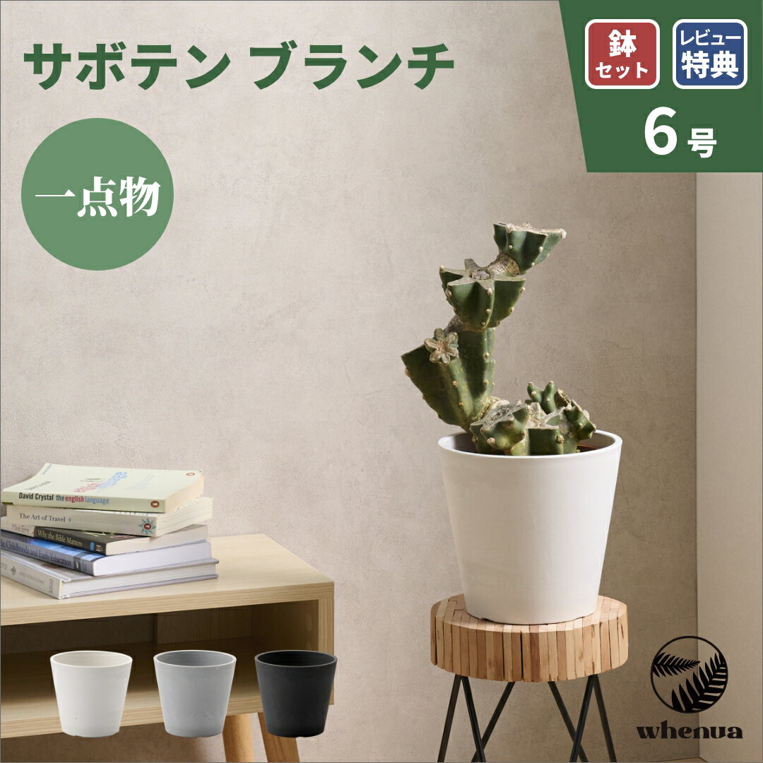 橡膠樹 - 【最大25%offセール】サボテン ブランチ 観葉植物 本物 大型 小さい 軽い ミニ インテリア おしゃれ 鉢 植木鉢 育てやすい 枯れにくい 風水 プレゼント ギフト 出産祝い 快気祝い 開業祝い メッセージカード 送料無料