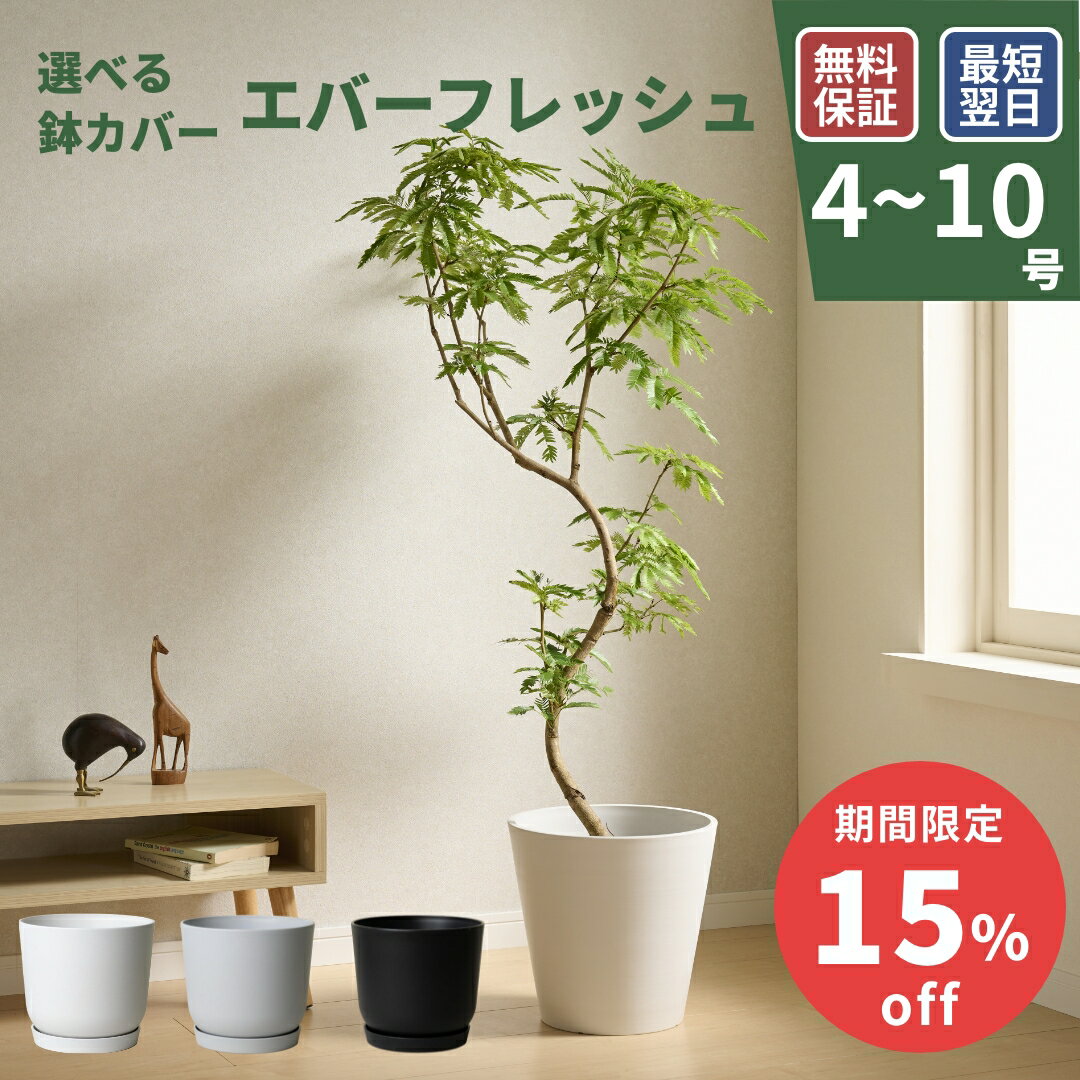 【期間限定15%off CP配布中】エバーフレッシュ 観葉植物 本物 大型 小さい 軽い ミニ インテリア おしゃれ 鉢 植木鉢 育てやすい 枯れにくい 風水 プレゼント ギフト 出産祝い 快気祝い 開業祝い メッセージカード 送料無料
