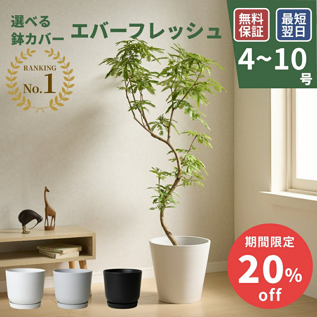 楽天市場】エバーフレッシュ 7号の通販