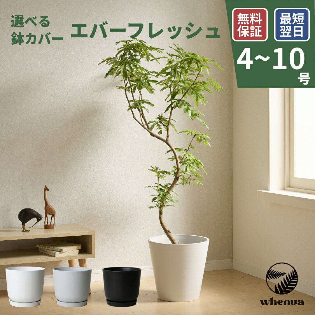 エバーフレッシュ 観葉植物 本物 大型 小さい 軽い ミニ インテリア おしゃれ 鉢 植木鉢 育てやすい 枯れにくい 風水 プレゼント ギフト 出産祝い 快気祝い 開業祝い メッセージカード 送料無料