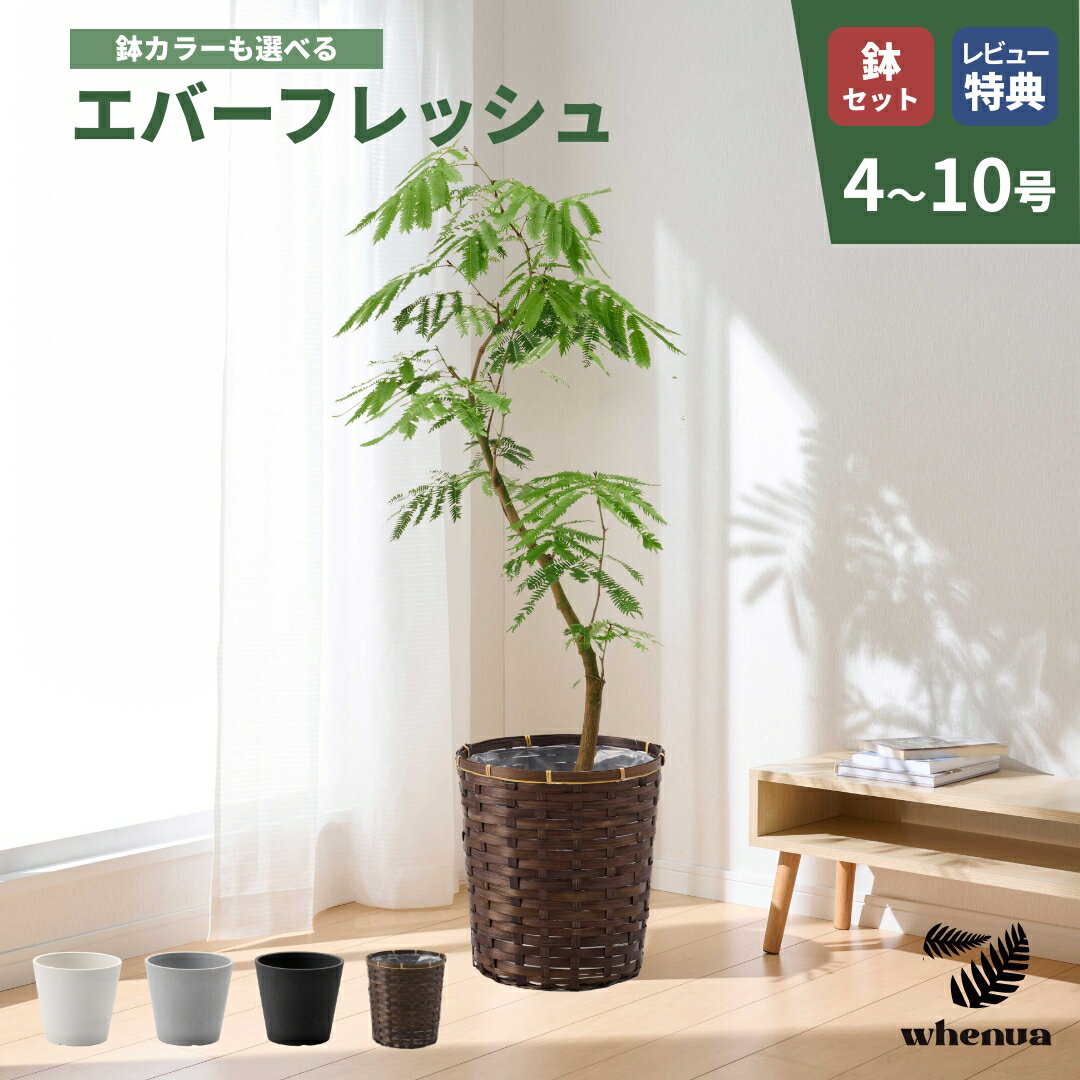 楽天市場】エバーフレッシュ（高さ（植物）131cm ～）の通販
