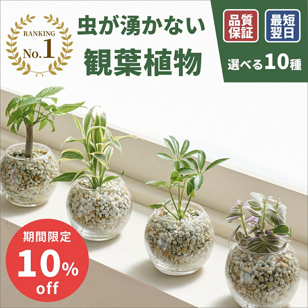 パキラ　ガラス細工　ミニチュア 楽天市場】ガラス パキラの通販