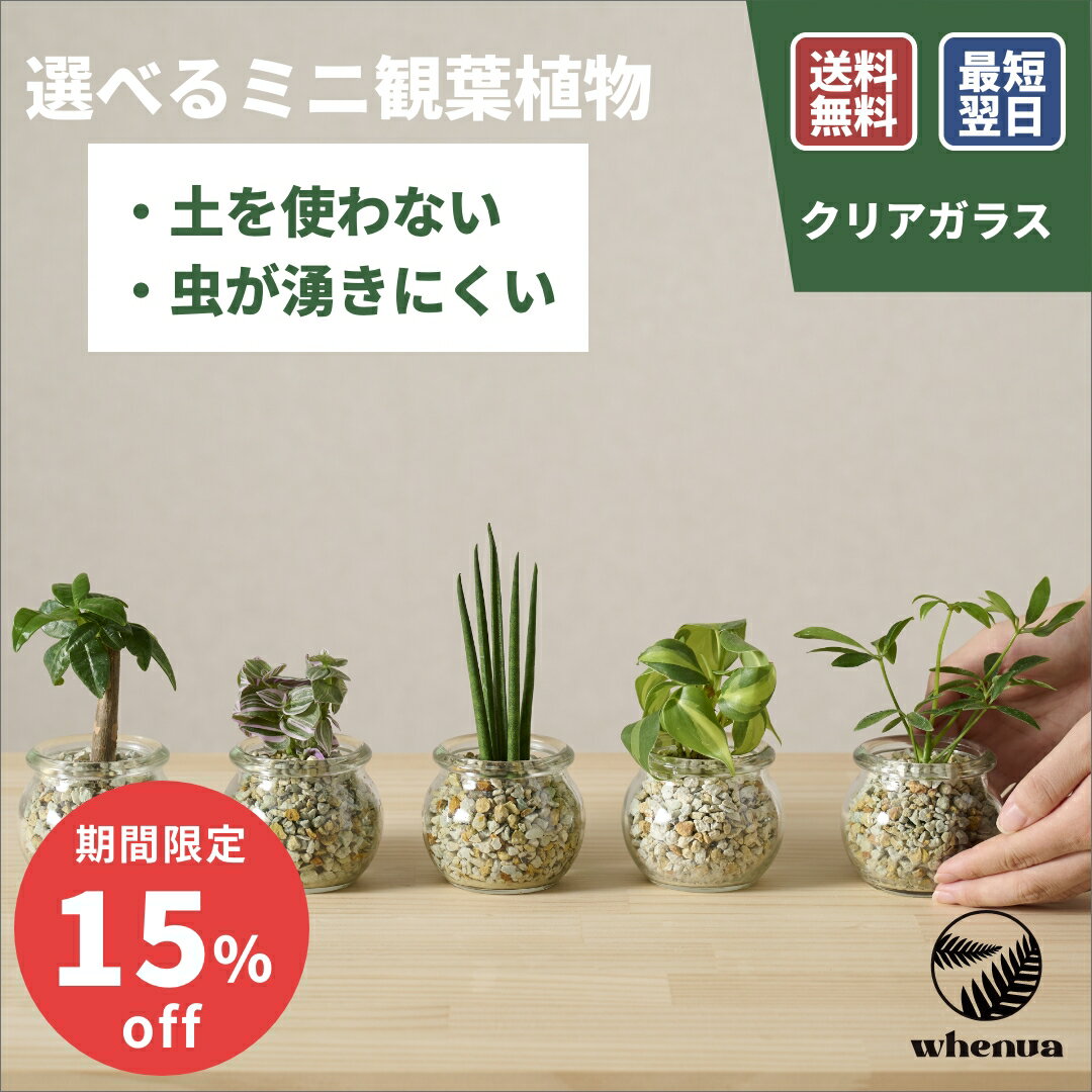 小さい 観葉植物 3号 ガラス ミニ ハイドロカルチャー 水耕栽培 パキラ ガジュマル ゴムの木 モンステラ サンスベリア ポトス 室内 土 使わない 虫 わかない 虫がわかない 9cm 送料無料
