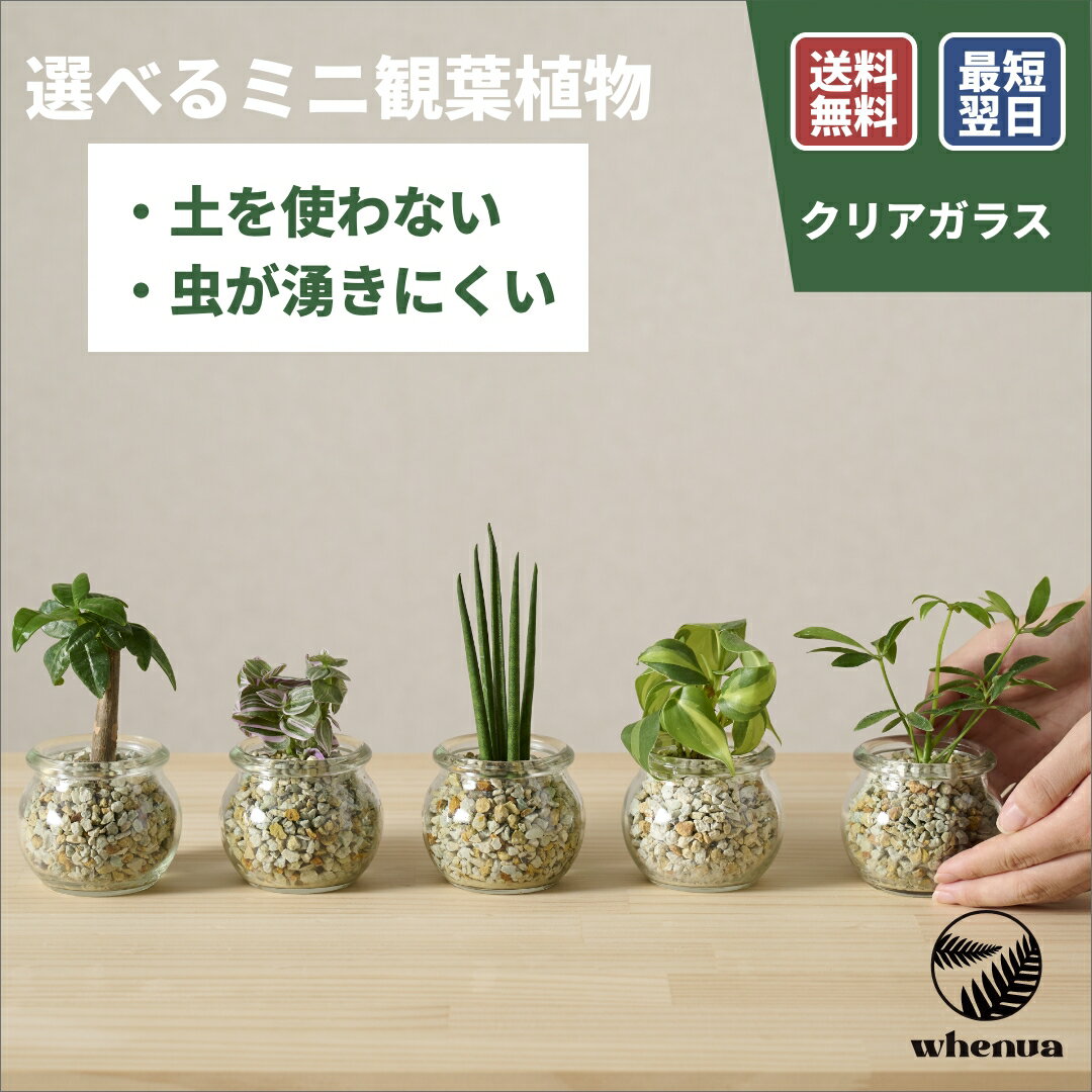 樂天商城 - 【SALE 全品5%off 15日限定】小さい 観葉植物 3号 ガラス ミニ ハイドロカルチャー 水耕栽培 パキラ ガジュマル ゴムの木 モンステラ サンスベリア ポトス 室内 土 使わない 虫 わかない 虫がわかない 9cm 送料無料