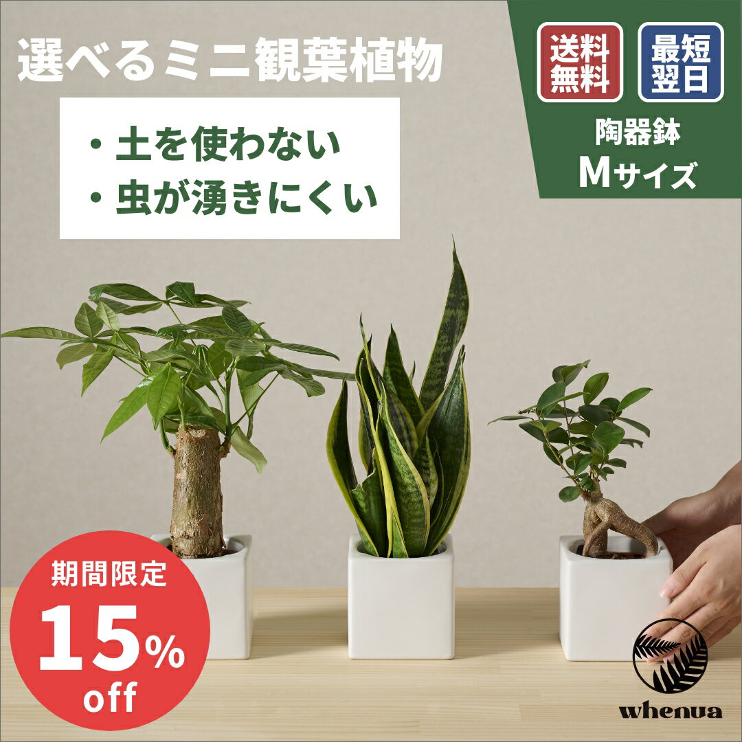 小さい 観葉植物 4号 ミニ ハイドロカルチャー 水耕栽培 パキラ ガジュマル ゴムの木 モンステラ サンスベリア ポトス 室内 土 使わない 虫 わかない 虫がわかない 9cm 送料無料