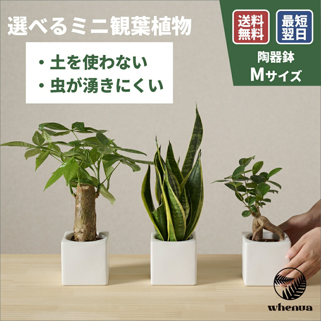 樂天商城 - 【SALE 全品5%off 15日限定】小さい 観葉植物 4号 ミニ ハイドロカルチャー 水耕栽培 パキラ ガジュマル ゴムの木 モンステラ サンスベリア ポトス 室内 土 使わない 虫 わかない 虫がわかない 9cm 送料無料