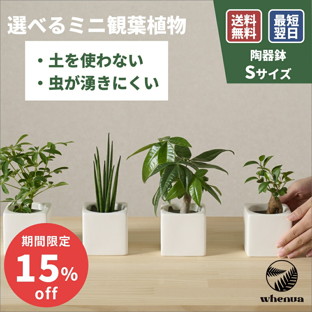 小さい 観葉植物 3号 ミニ ハイドロカルチャー 水耕栽培 パキラ ガジュマル ゴムの木 モンステラ サンスベリア ポトス 室内 土 使わない 虫 わかない 虫がわかない 6cm 送料無料
