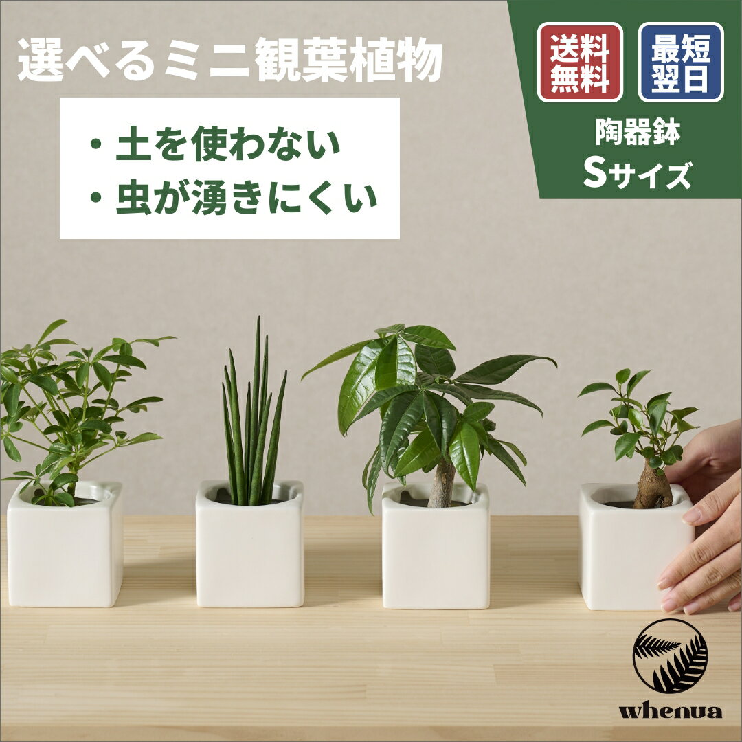 樂天商城 - 【SALE 全品5%off 15日限定】小さい 観葉植物 3号 ミニ ハイドロカルチャー 水耕栽培 パキラ ガジュマル ゴムの木 モンステラ サンスベリア ポトス 室内 土 使わない 虫 わかない 虫がわかない 6cm 送料無料