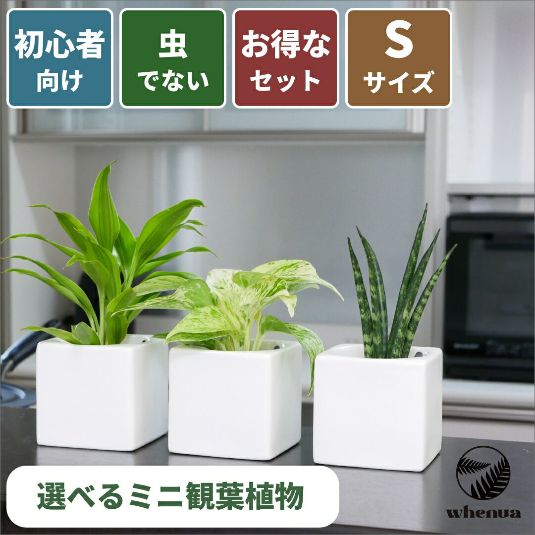【GW SALE 最大20%off】小さい 観葉植物 3号 ミニ ハイドロカルチャー 水耕栽培 パキラ ガジュマル ゴムの木 モンステラ サンスベリア ポトス 室内 土 使わない 虫 わかない 虫がわかない 6cm 送料無料