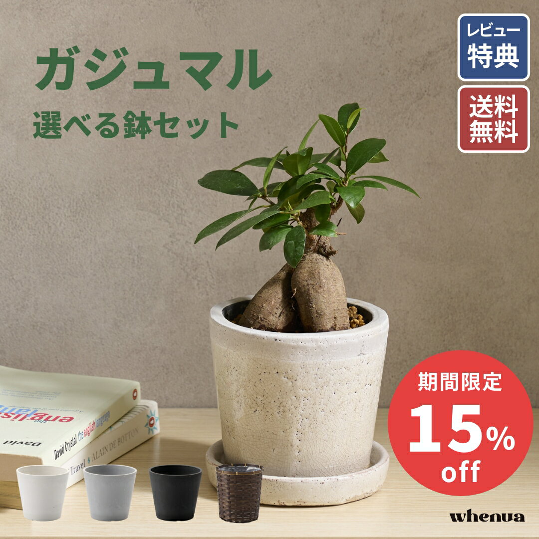 鉢が選べる ガジュマル 観葉植物 本物 小さい 軽い ミニ インテリア おしゃれ 鉢 植木鉢 育てやすい 枯れにくい 風水 縁起 プレゼント ギフト 新築祝い 結婚祝い 開業祝い 送料無料 出産祝い 快気祝い 開業祝い メッセージカード 送料無料
