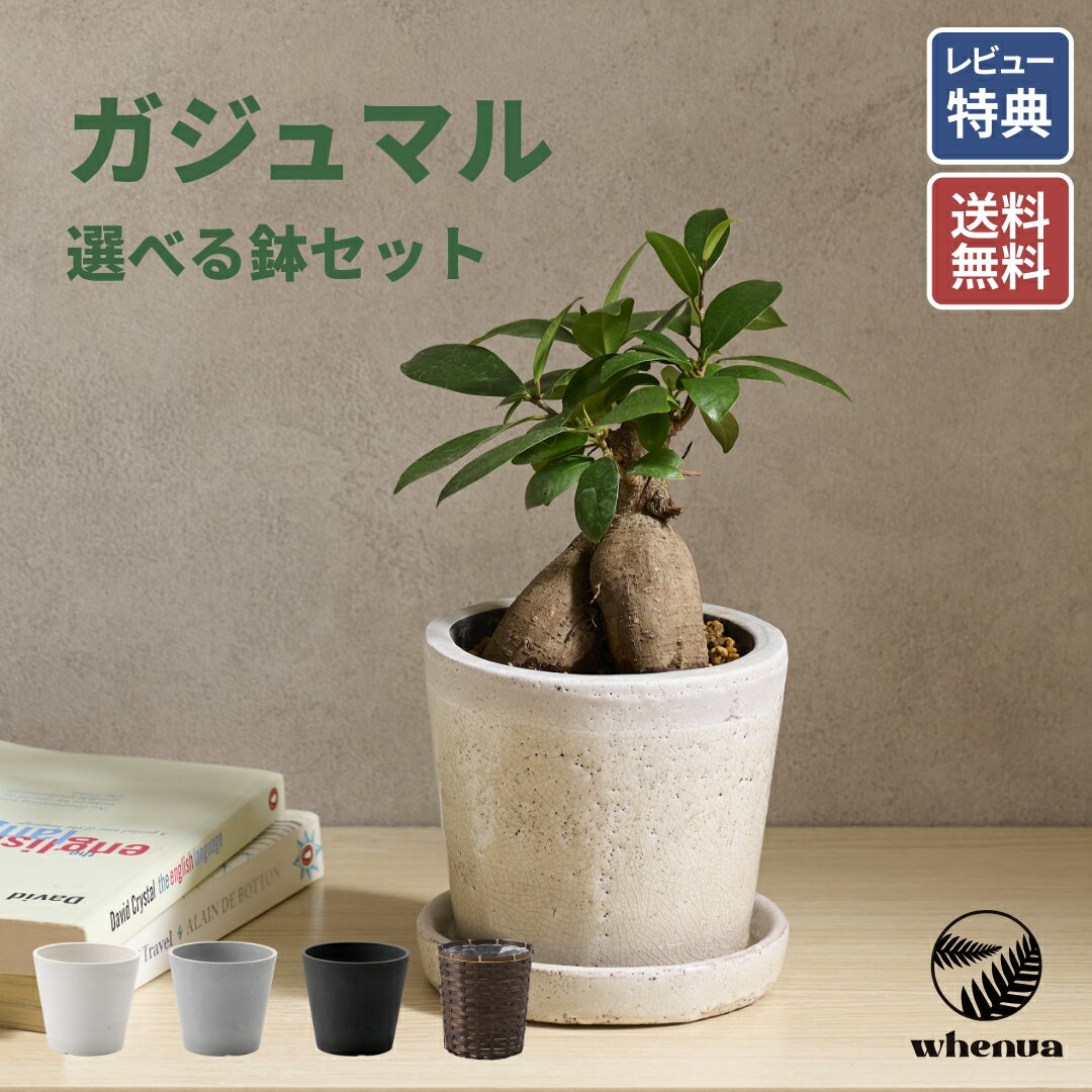 樂天商城 - 【SALE 全品5%off 15日限定】鉢が選べる ガジュマル 観葉植物 本物 小さい 軽い ミニ インテリア おしゃれ 鉢 植木鉢 育てやすい 枯れにくい 風水 縁起 プレゼント ギフト 新築祝い 結婚祝い 開業祝い 送料無料 出産祝い 快気祝い 開業祝い メッセージカード 送料無料