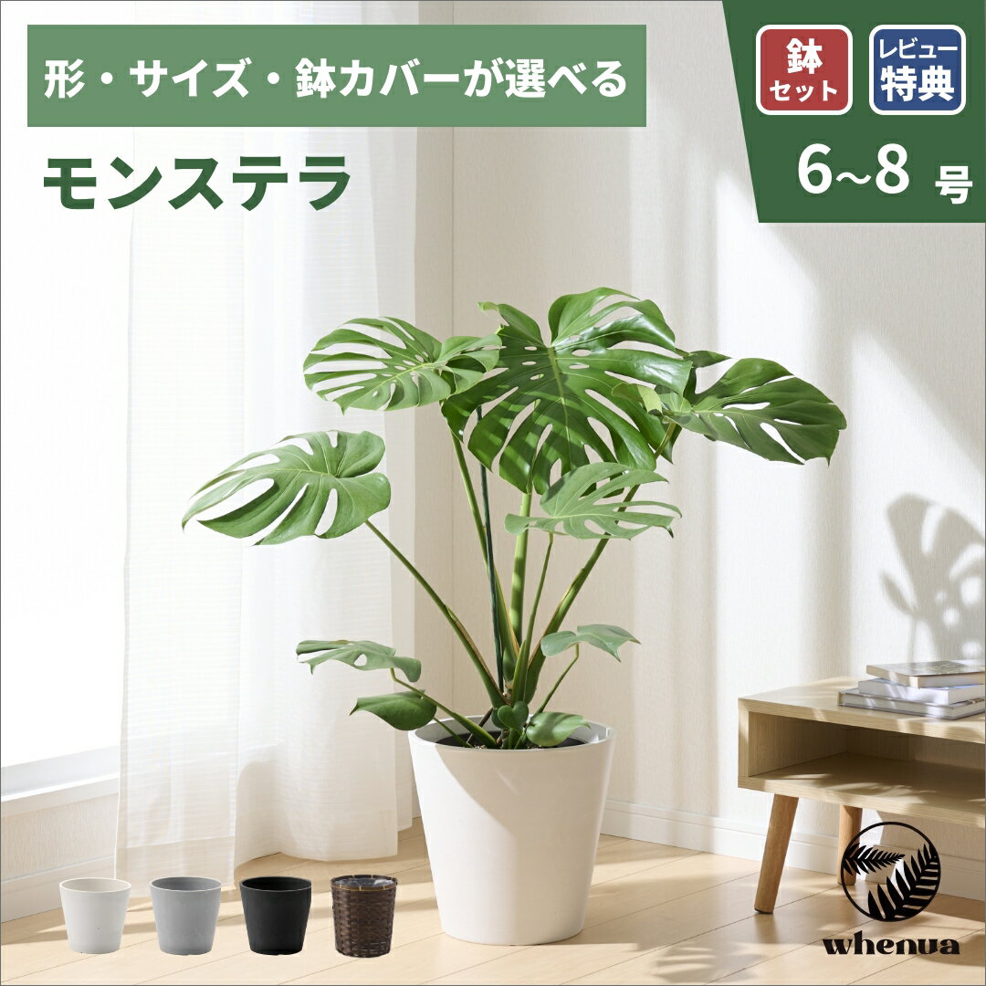 楽天市場】モンステラ 9号（花・ガーデン・DIY）の通販