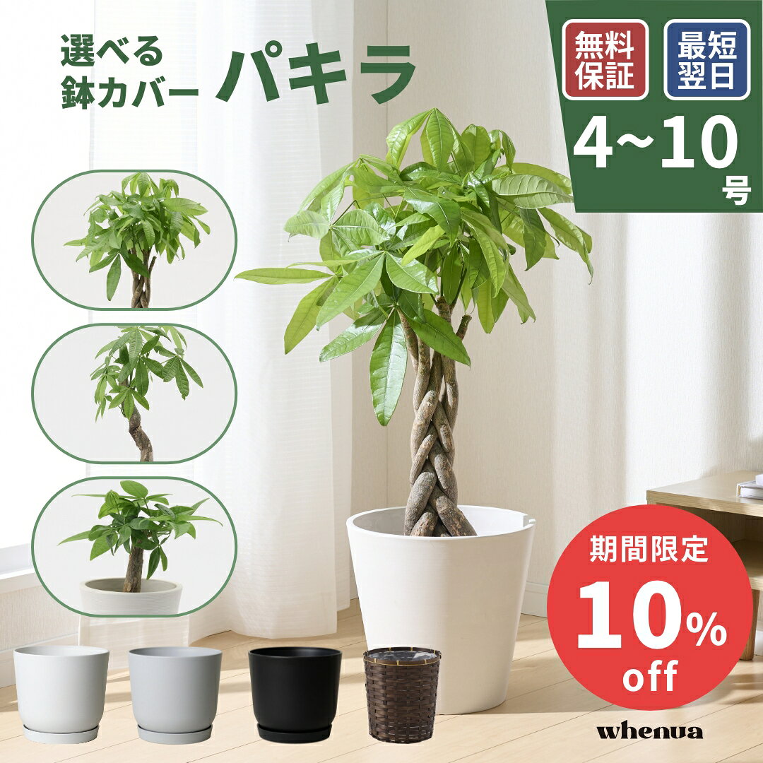 楽天市場】パキラ 4号の通販