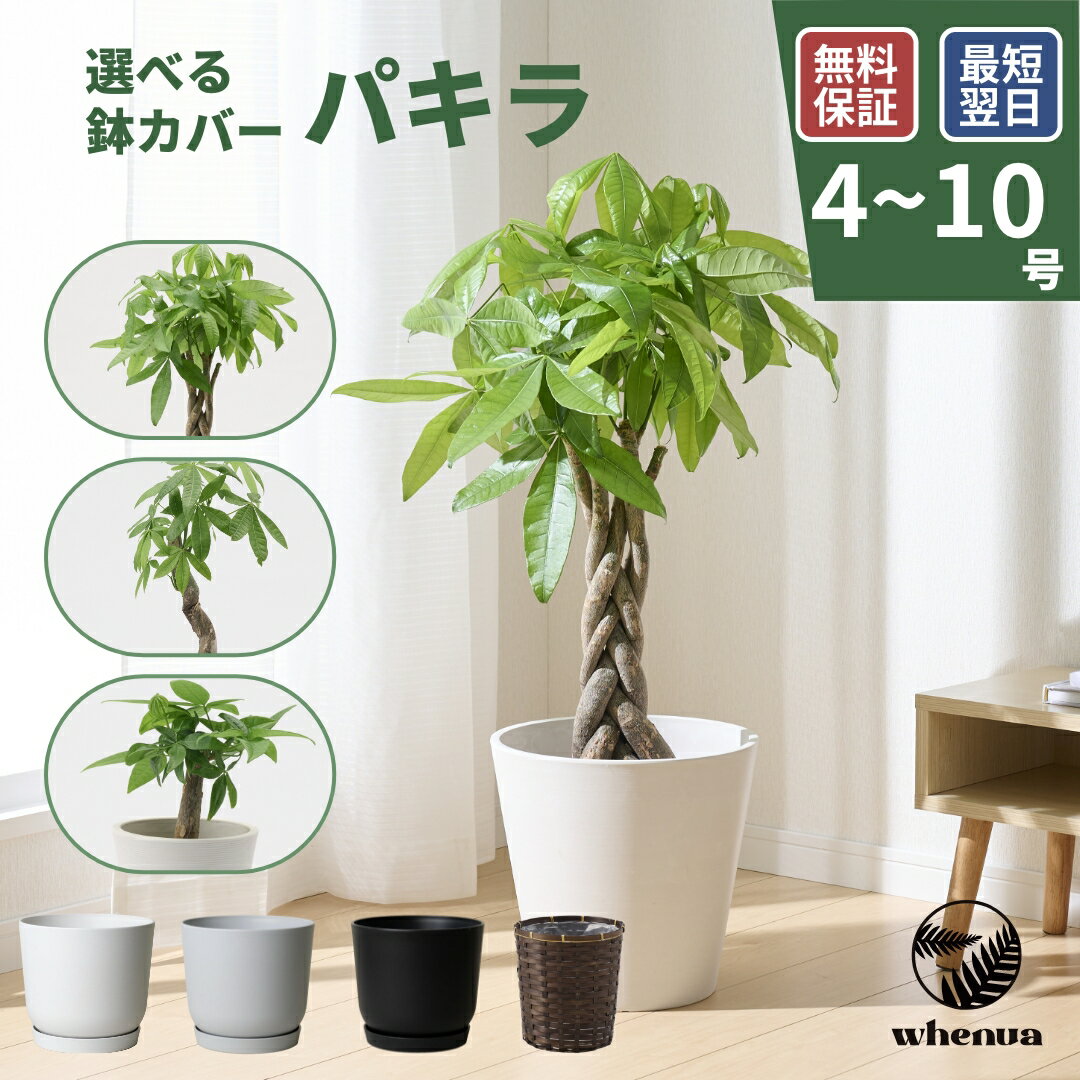パキラ 観葉植物 本物 大型 小さい 軽い ミニ インテリア おしゃれ 鉢 植木鉢 育てやすい 枯れにくい 風水 プレゼント ギフト 出産祝い 快気祝い 開業祝い メッセージカード 送料無料