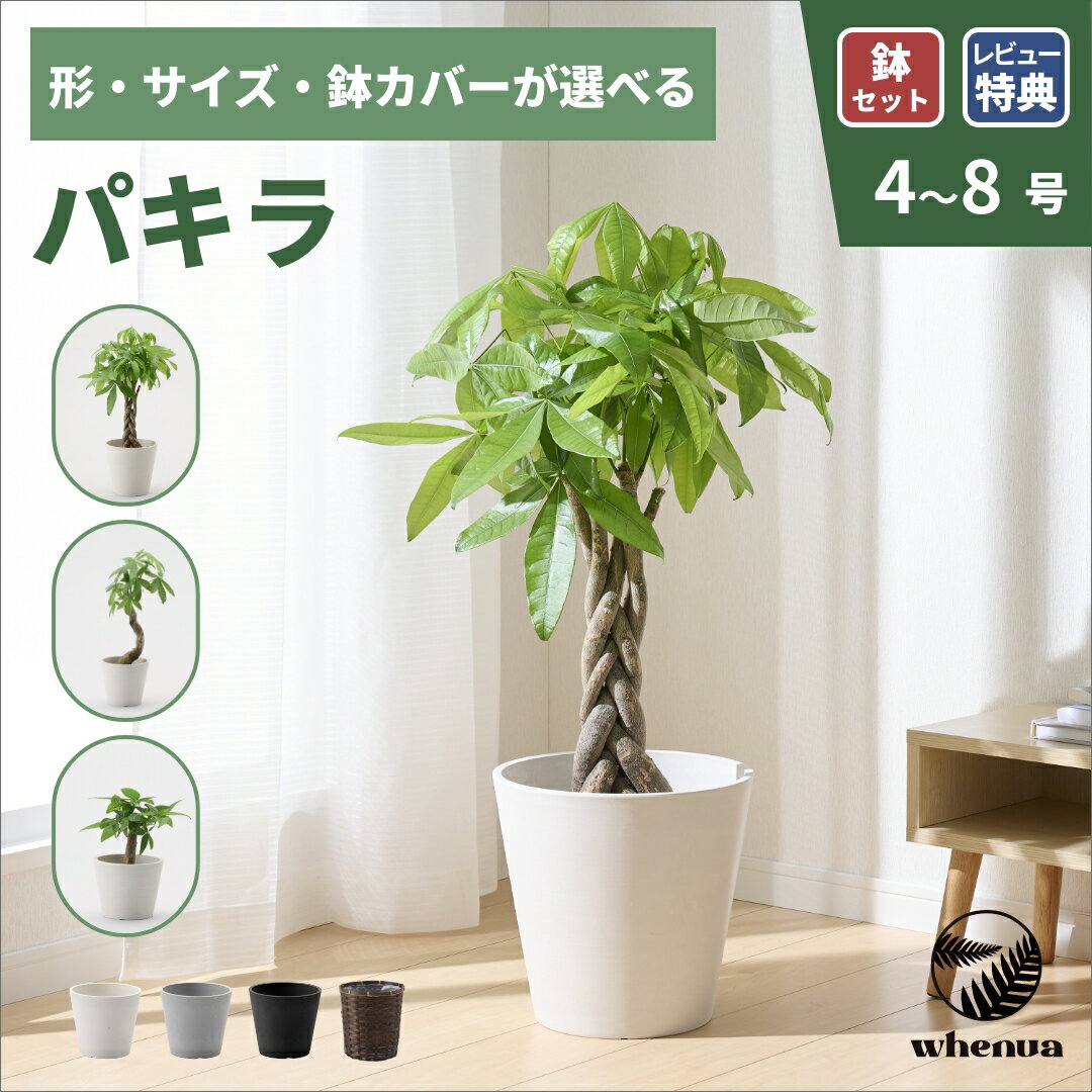 【GW SALE 最大20%off】パキラ 観葉植物 本物 大型 小さい 軽い ミニ インテリア おしゃれ 鉢 植木鉢 育てやすい 枯れにくい 風水 プレゼント ギフト 出産祝い 快気祝い 開業祝い メッセージカード 送料無料