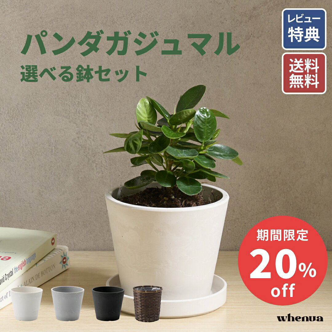 【最大20%off SALE 9/18〜】鉢が選べる パンダガジュマル 観葉植物 本物 小さい 軽い ミニ インテリア おしゃれ 鉢 植木鉢 育てやすい 枯れにくい 風水 縁起 ギフト 新築祝い 結婚祝い 開業祝い 送料無料 出産祝い 快気祝い 開業祝い