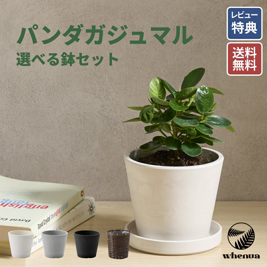 樂天商城 - 【SALE 全品5%off 15日限定】鉢が選べる パンダガジュマル 観葉植物 本物 小さい 軽い ミニ インテリア おしゃれ 鉢 植木鉢 育てやすい 枯れにくい 風水 縁起 プレゼント ギフト 新築祝い 結婚祝い 開業祝い 送料無料 出産祝い 快気祝い 開業祝い メッセージカード 送料無料