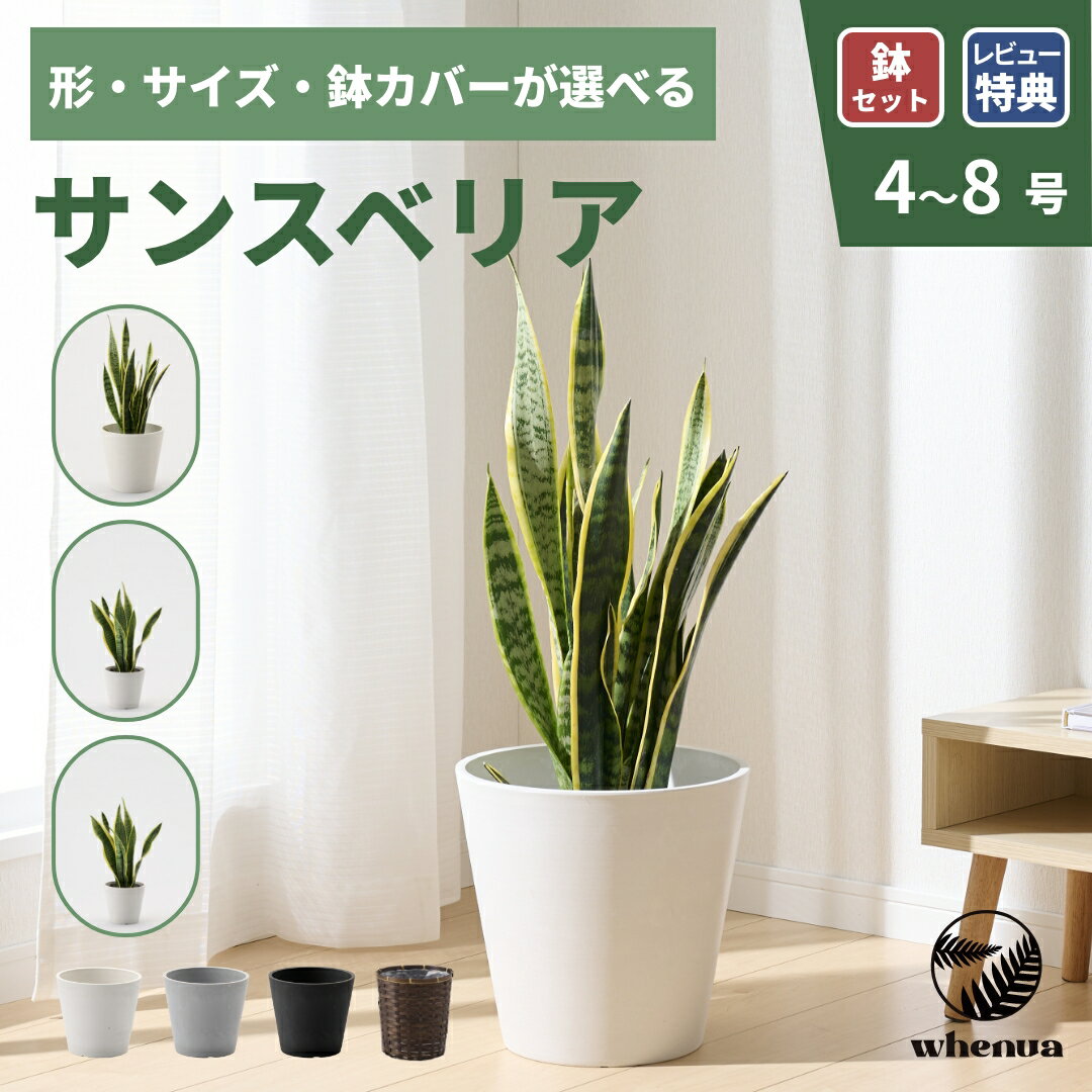 【GW SALE 最大20%off】サンスベリア 観葉植物 本物 大型 小さい 軽い ミニ インテリア おしゃれ 鉢 植木鉢 育てやすい 枯れにくい 風水 プレゼント ギフト 出産祝い 快気祝い 開業祝い メッセージカード 送料無料