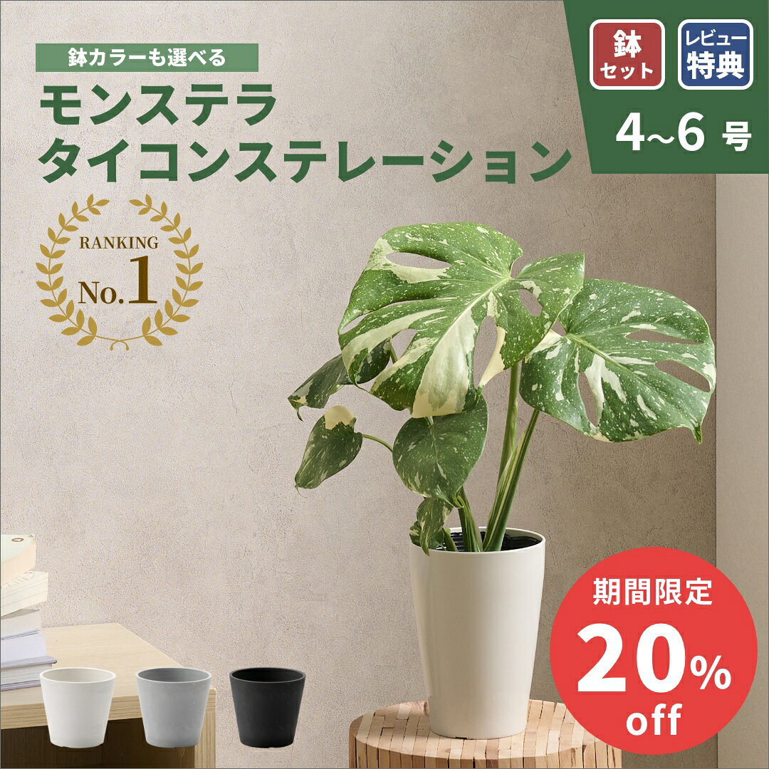 モンステラ　ホワイトモンスター　約5号鉢　No.001　鉢、送料込 楽天市場】ホワイト モンステラの通販