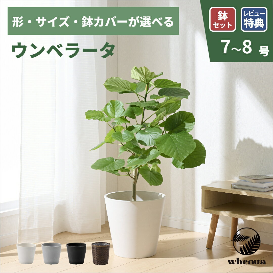 【最大15%off 4/11 1:59まで】ウンベラータ 観葉植物 本物 大型 小さい 軽い ミニ インテリア おしゃれ 鉢 植木鉢 育てやすい 枯れにくい 風水 プレゼント ギフト 出産祝い 快気祝い 開業祝い メッセージカード 送料無料