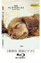 【ブルーレイ・業務用ヒーリングビデオ】ワンダフルダックス・ハイビジョン(17分)♪リラックス音楽と犬の動画 店舗・お店・施設・待合室・ショールーム・イベント 著...