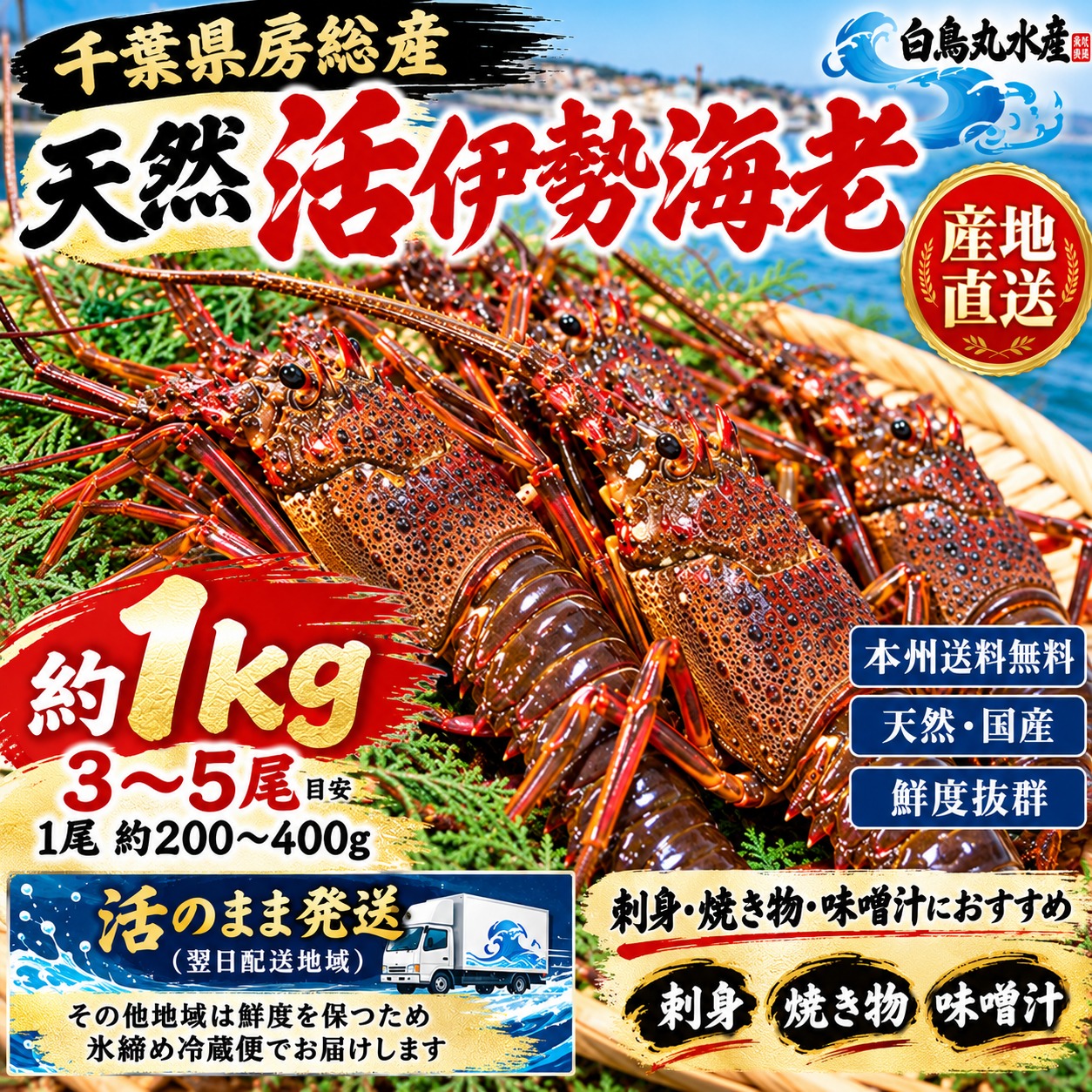 【本州送料無料】千葉県房総産 天然 活伊勢海老 約1kg 3〜5尾 1尾200〜400g 産地直送 刺身用 国産 伊勢海老 ギフト 白鳥丸水産