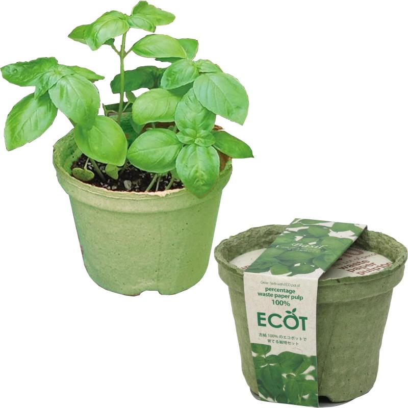 聖新陶芸 通年 家庭菜園 簡単 栽培キット ゆったり育てる バジル ハーブ 栽培セット ( 自由研究 / 食育..