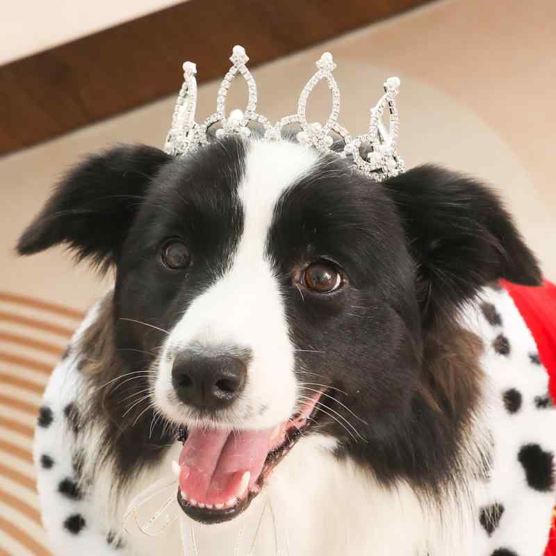 Lovelyshop Königstiger crouncey-Diamant-perlen mit vollgestyltem Hund - und katzenkrone für Haarschmuck - nur in Größere grösse