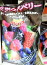 5の倍数日は楽天カードエントリーで5倍/あす楽★即納★【COSTCO】コストコ通販【トロピカルマリア】 ミックスベリー 500g×2袋(冷凍)