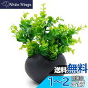 TOSSOW 植木鉢 陶器鉢 卵形 多肉植物 サボテン鉢 ハーブ プランター容器 おしゃれ プレゼント ミニ ブラック