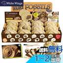 XXTOYS 化石発掘キット 化石標本 化石 発掘 キット 天然化石 発掘セット 発掘おもちゃ 12個セット 古生物学 子供 プレゼント ギフト(3)