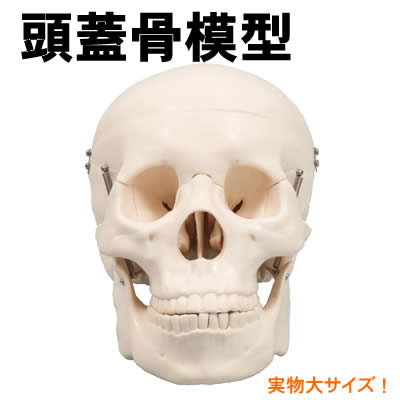 【個人宅配送不可】アーテック 頭蓋骨模型(009700)