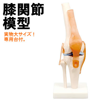 【個人宅配送不可】アーテック 膝関節模型(009704)