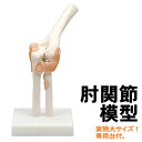 【個人宅配送不可】アーテック 肘関節模型(009705)