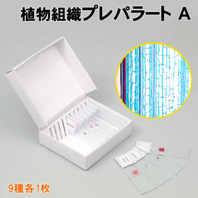 アーテック 植物組織プレパラートA(094737) 学校教材 理科教材 備品 顕微鏡 観察 植物組織の構造が観察できる、プレパラートセットです。 9種各1枚。 ■仕様 ■セット内容：9枚（シダの胞子、シダの葉の表面、ツバキの葉、 　 シャガの気孔、トウモロコシの茎（横断）トウモロコシの茎（縦断）、 　 カボチャの花粉、ユリの子房、ユリの子房花粉管） ■商品サイズ：76×26×1.5mm(1枚) ■材質：ガラス ■メーカー：株式会社アーテック ■JANコード：4521718947372 ※商品はモニターによって色合いが異なって見える場合があります。※商品の仕様は予告なく変更する場合がございます。※多少の傷、汚れ等はご了承下さい。 【ご注意】 ・学校・教室運営者・法人向け商品のため、個人の方への販売はできません。 　必ず教室名や法人名をご記入ください。 ・メーカー直送となりますので代金引換でのご注文はお受けできません。 　お振込みもしくはカード決済にてご注文ください。 ・入荷時期による仕様の変更、突然の欠品等ある場合がございます。 他にもいろいろな学校教材・工作キット・実験キットや教育玩具等がございます。 教室名を明記してください。個人の方への販売は行っておりません。 もちろん新品未使用品。この機会をお見逃しなく！