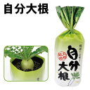 【個人宅配送不可】アーテック 自分大根(102954)