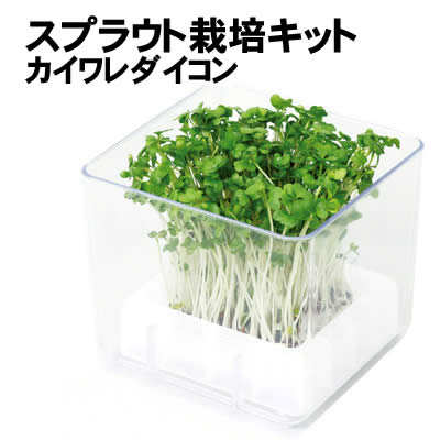 【個人宅配送不可】アーテック スプラウト栽培キット カイワレダイコン(夏工)(102980)