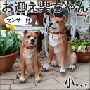 センサー付お迎え柴ちゃん 小サイズ わんわん小太郎 犬 置物...