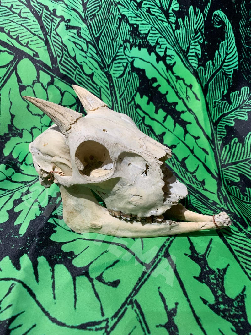 【中古】骸骨 頭蓋骨 かもしか ニホンカモシカ 角 骨董 アンティーク ヴィンテージ