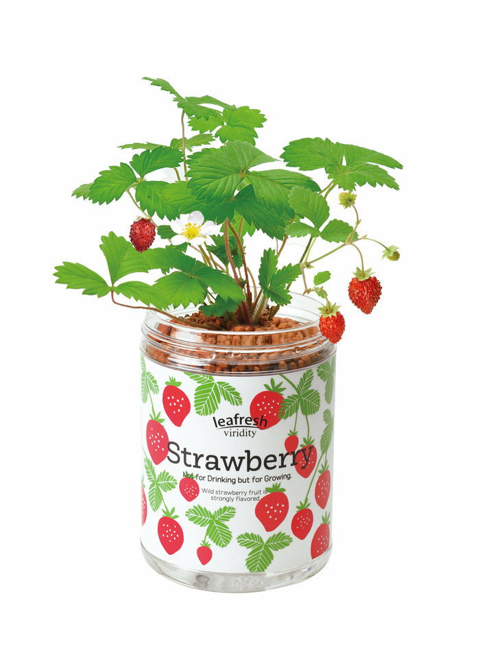 インスタ映えの聖新陶芸 育てるグリーンペット ワイルドストロベリー ハーブ栽培セット プレゼント ギフト 景品 インテリア 底面給水のサムネイル