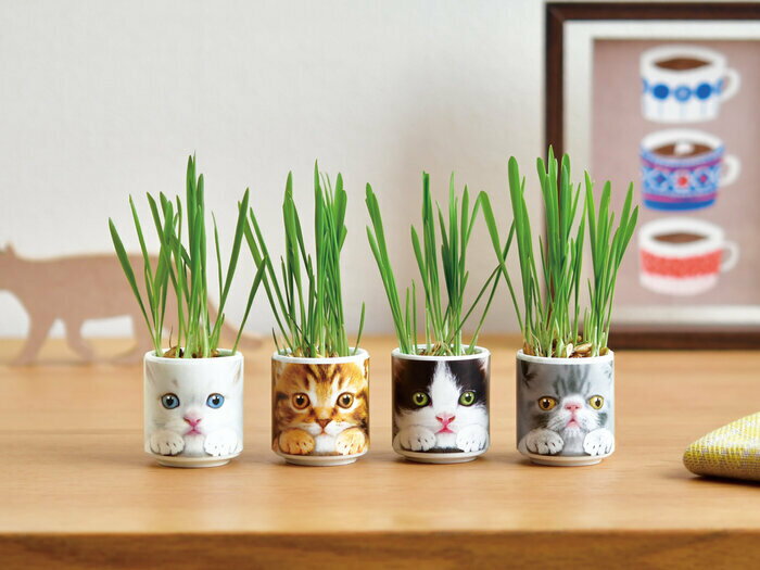 ����ƫ�� �����礳��ǭ�� �� GD-102902 ���ݥ��åȥ��ե� �ץ쥼���