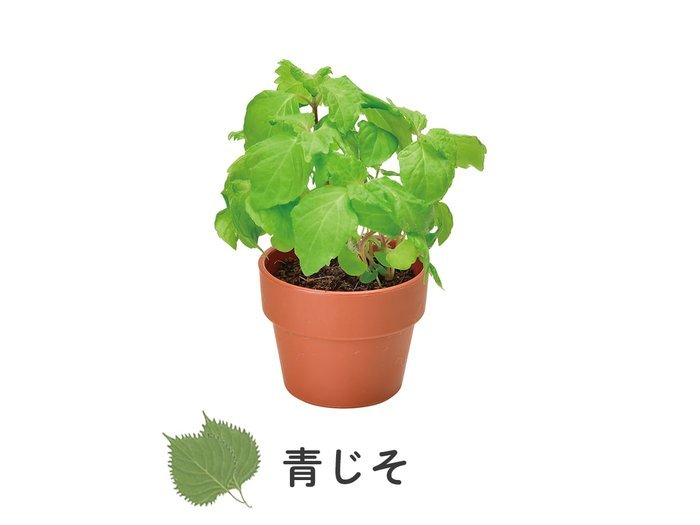 送料無料 聖新陶芸 GD-926 育てるカプセル 薬味 わさび菜 三つ葉 ねぎ 鷹の爪 青じ...