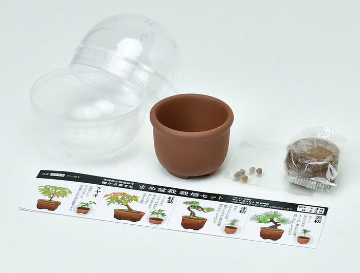 送料無料 聖新陶芸 GD-954 育てるカプセル まめ盆栽 黒松 赤松 紅葉 欅 ケヤキ 4種...