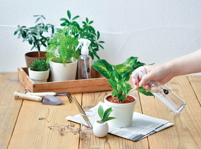 聖新陶芸 GD-963 ガーデンスプレー 植物栽培セット 学習教材 母の日 ギフト 景品 ...