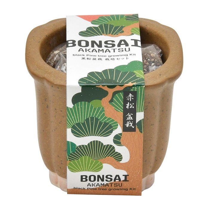 聖新陶芸 GD-99202 The BONSAI 栽培セット 赤松 学習教材 植物栽培セット プレゼント 父の日 ギフト 母の日 景品