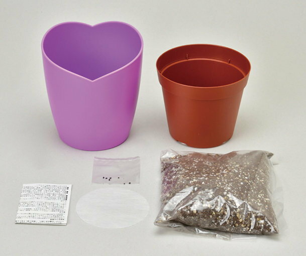 聖新陶芸 GD-999 紫式部の桔梗栽培セット 学習教材 植物栽培セット 母の日 プレゼ...