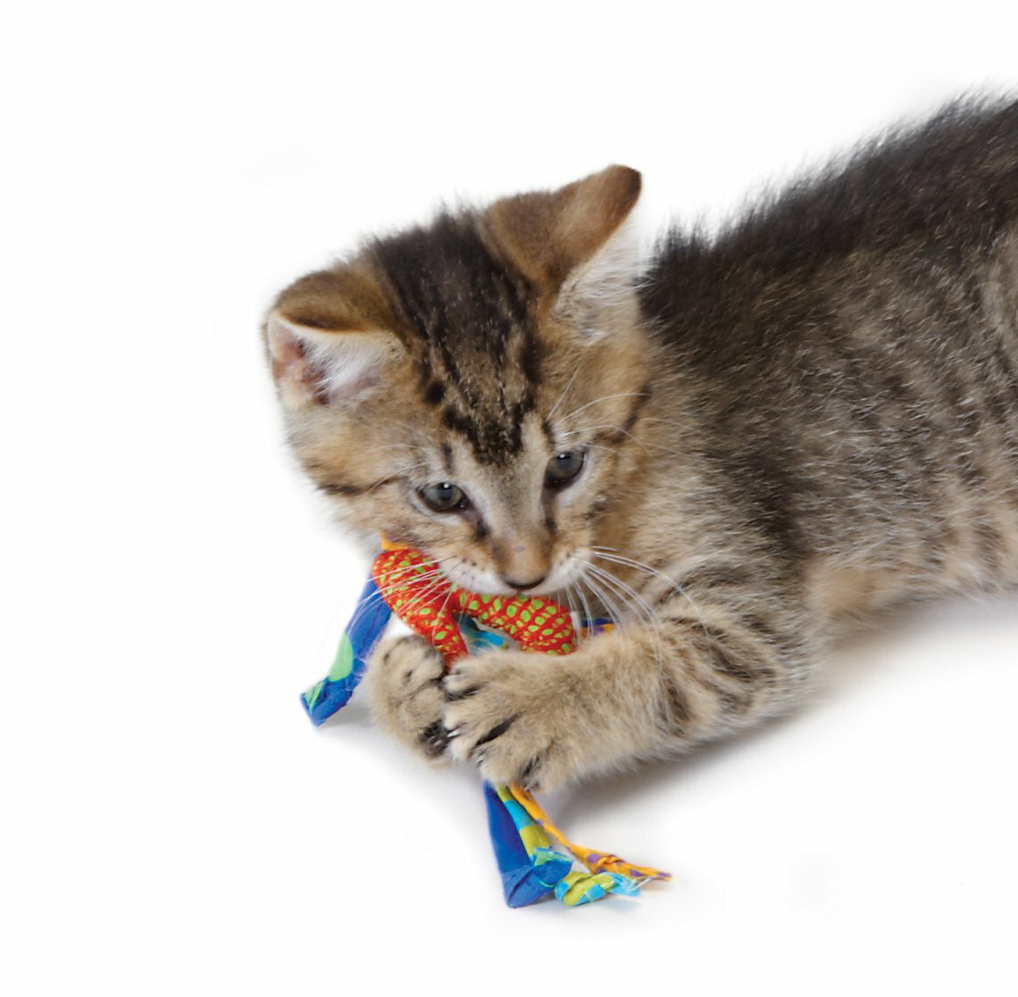 ��DAD-WAY�ۡ�ǭ�������ۥǥ󥿥롦�إ륹�����塼����2�����åȡˡ������ʡ�[0871864003267]